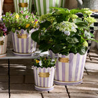 Violet Stripe Pots & Saucers, Set of 3